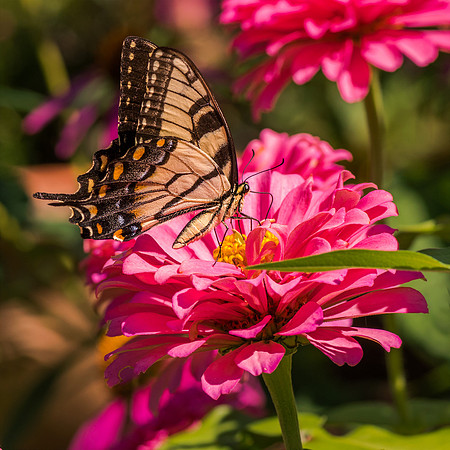 Yellow Swallowtail