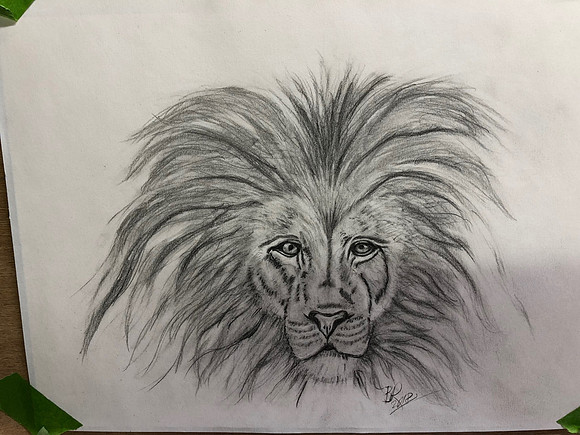 Lion_0471