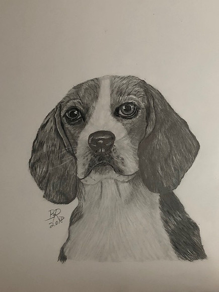 Beagle
