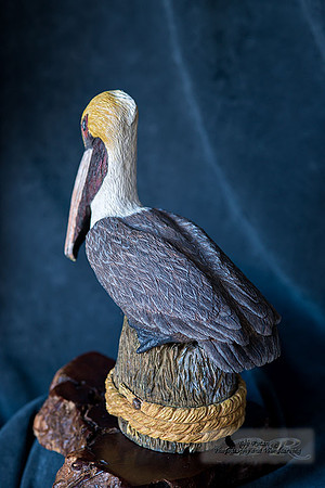 Brown_Pelican_Back