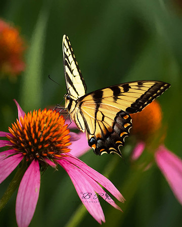 Yellow Swallowtail