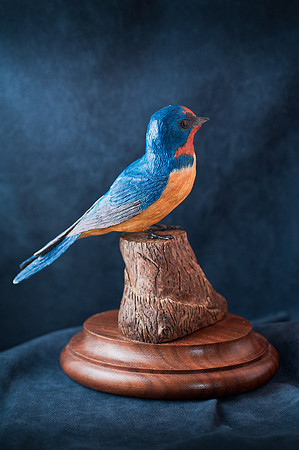Barn Swallow