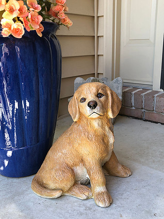 Gold Retriever_2552