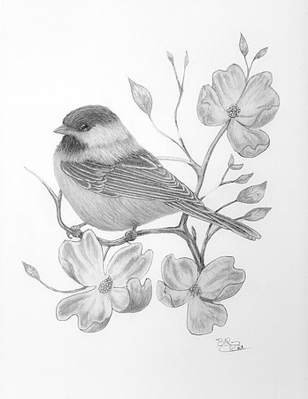 Chickadee on Dogwood #1