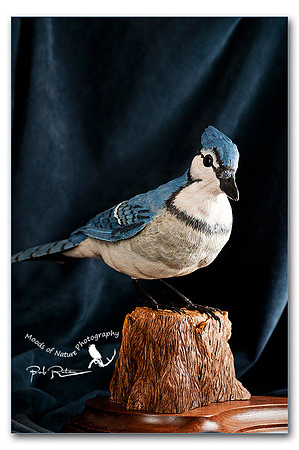 Blue Jay