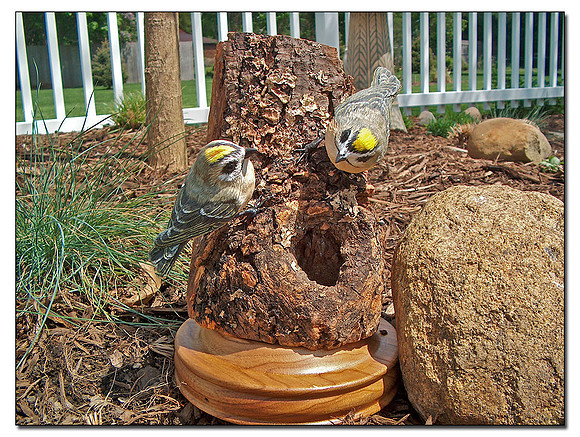 Gold Crowned Kinglets