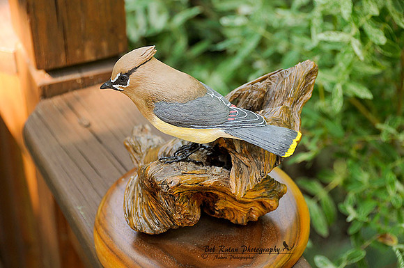 Cedar_Waxwing