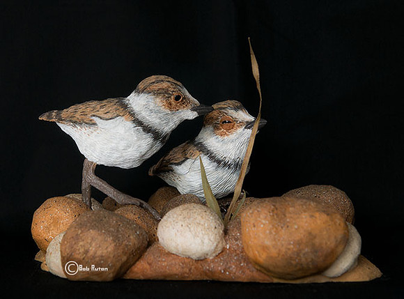 Baby_Killdeer