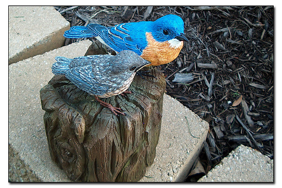 Bluebird and baby