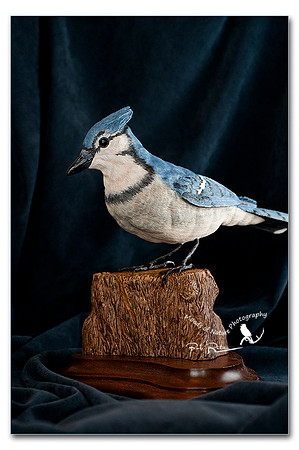 Blue-Jay Left view